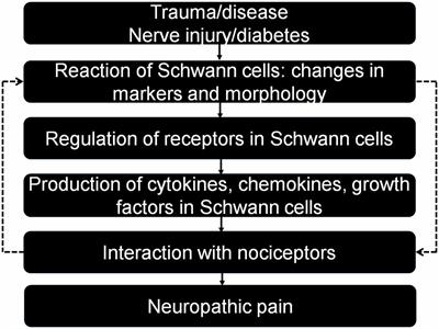 Emerging Role of Schwann Cells in Neuropathic Pain: Receptors, Glial Mediators and Myelination